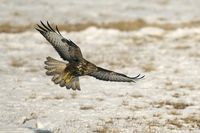 kane lesni_v_letu_Radomir_Salek