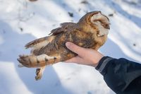 Uhynulá sova_pálená_testy_prokázaly_otravu_jedem_na_hlodavce_2