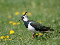 Čejka chocholatá_je_typickým_obyvatelem_českých_polí_a_luk_foto_Václav_Hlaváč_copy_copy