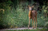 roe-deer-880581
