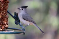 tufted-titmouse-5753800