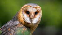 barn-owl-2550068