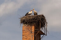 cap-bily-hnizdo-ludmila-koresova copy