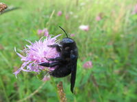 drvodělka fialová_u_starého_Penny