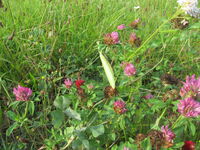 kudlanka nábožná_u_starého_Penny