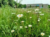 kvetoucí kopretiny_u_starého_Penny