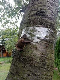 Netopýr ušatý_se_zachytil_do_lepové_pasti_2