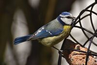 blue-tit-7264808