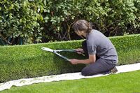 box-hedge-topiary-869073