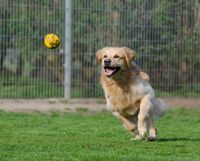golden-retriever-750592