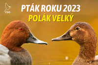 polak-velky copy