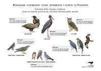 Leták ptáci
