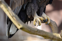 Ornitologové mají_plné_ruce_práce_s_ochranou_hnízd_dravců_a_sov