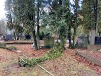 celkový pohled_lípa_Karlov