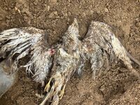 otrava-kane-lesni-vysocina-Klara-Hlubocka-kopie