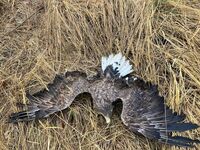 otrava-orel-morsky-vysocina-Klara-Hlubocka-kopie