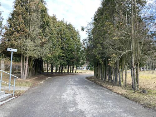 začátek kácení_únor_24