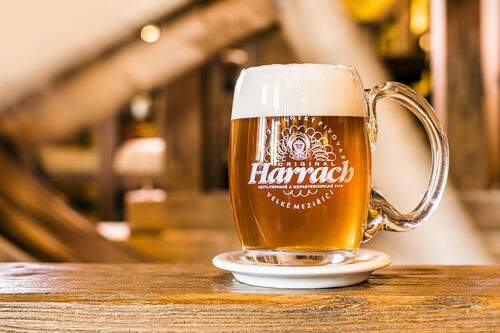 Pivo Harrach