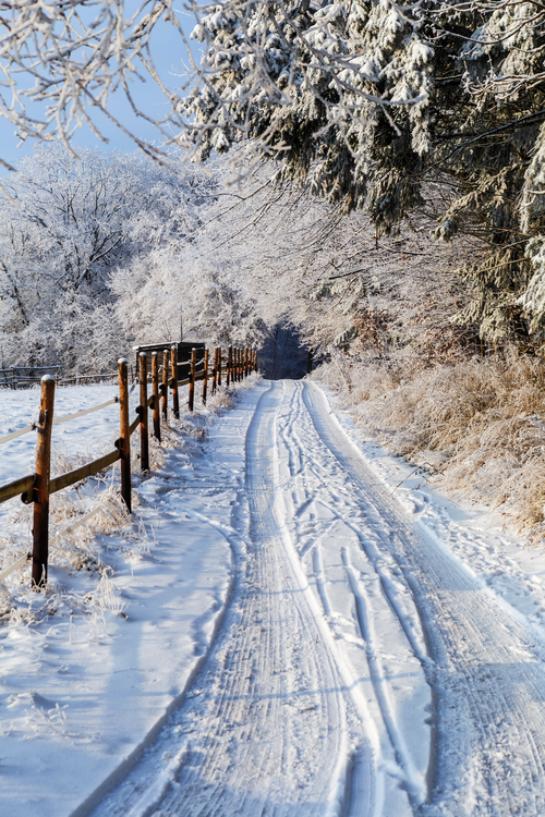 beautiful-scenery-winter-landscape-with-wooden-fence-thick-trees