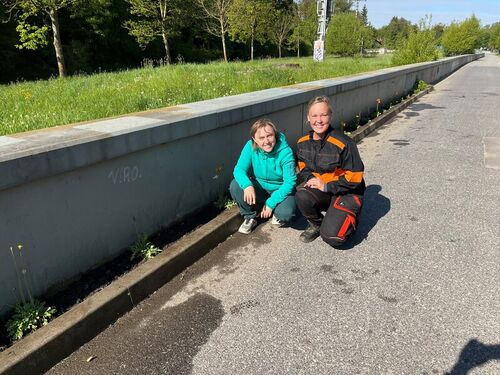 výsadba máku_za_Billu