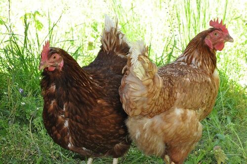 hens-787116 1280