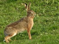 hare-2240059 640