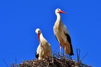 storks-2525893 640