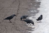 Krmení v_zimě_2_copy_copy_copy