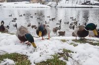 Krmení v_zimě_4_copy_copy_copy