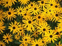 flowers-609292 960 720