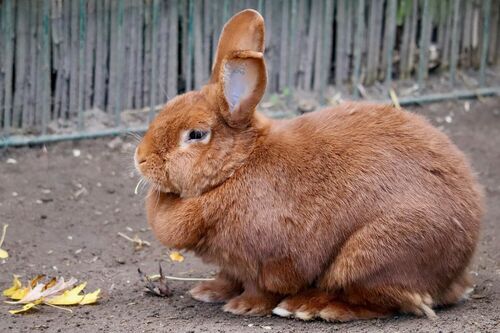 nennieinszweidrei-rabbits-9307358 1920