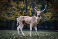 roe-deer-2634729