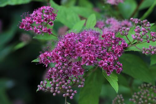 sonja-kalee-spirea-bumalda-4713271 1920